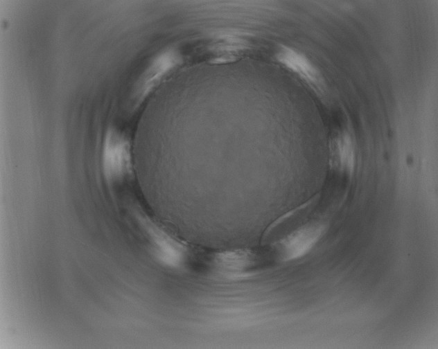 X0000075860238200610061945