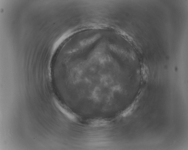 X0000075860246200610061944