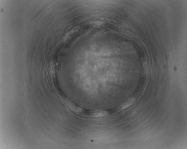 X0000075860274200610061944