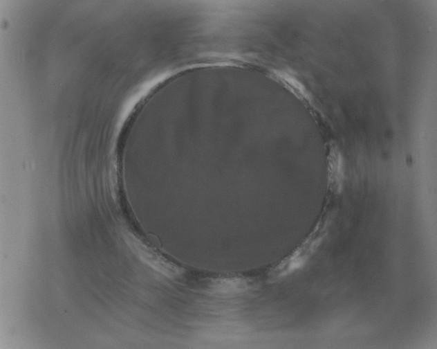 X0000075860342200610061942