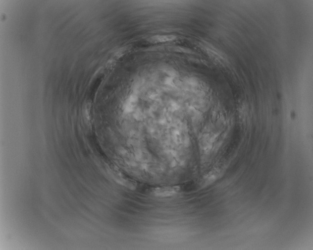 X0000075860373200610061943