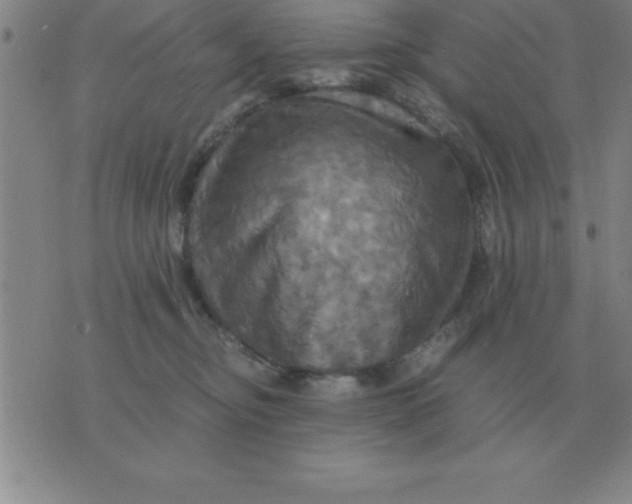 X0000075860374200610061943