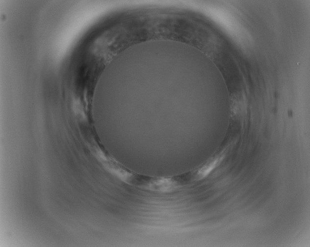 X0000075860431200610061942