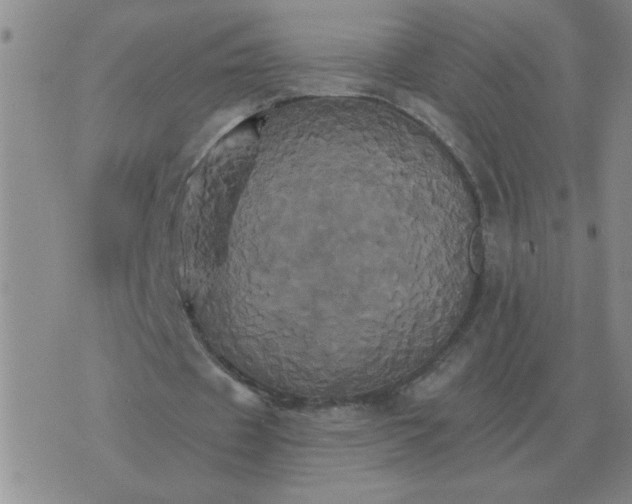 X0000075860433200610061941