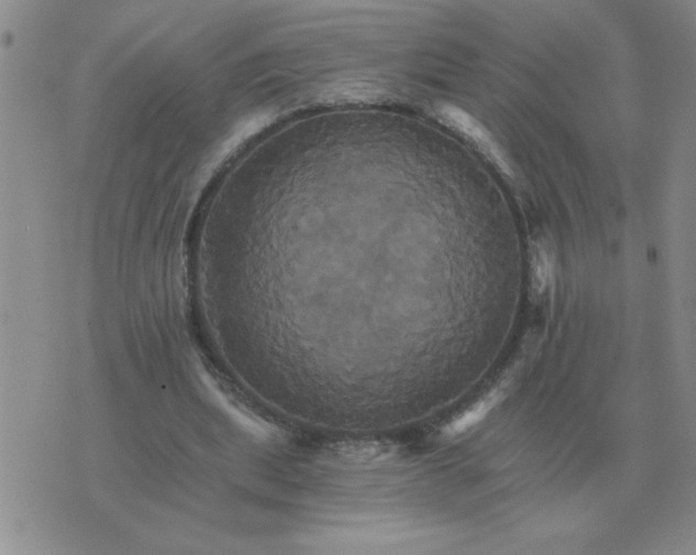 X0000075860439200610061941