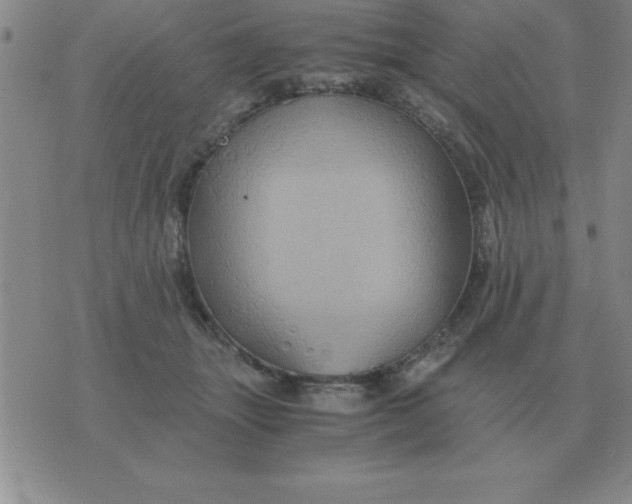 X0000075860463200610061941