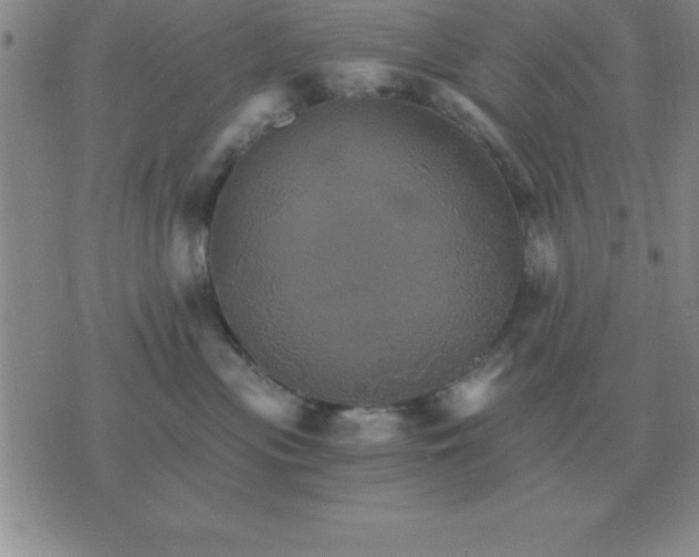 X0000075860477200610061942