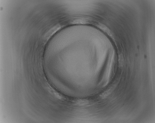 X0000075860529200610061939