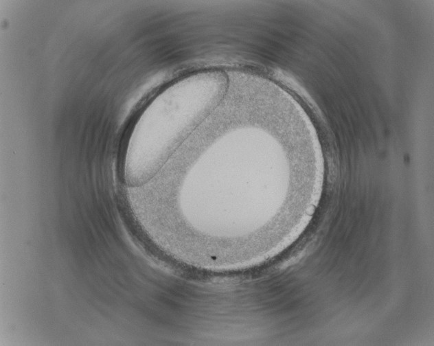 X0000075860534200610061939