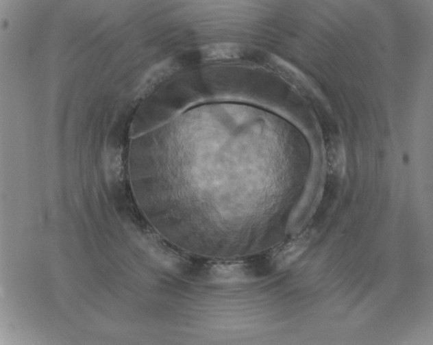 X0000075860560200610061940