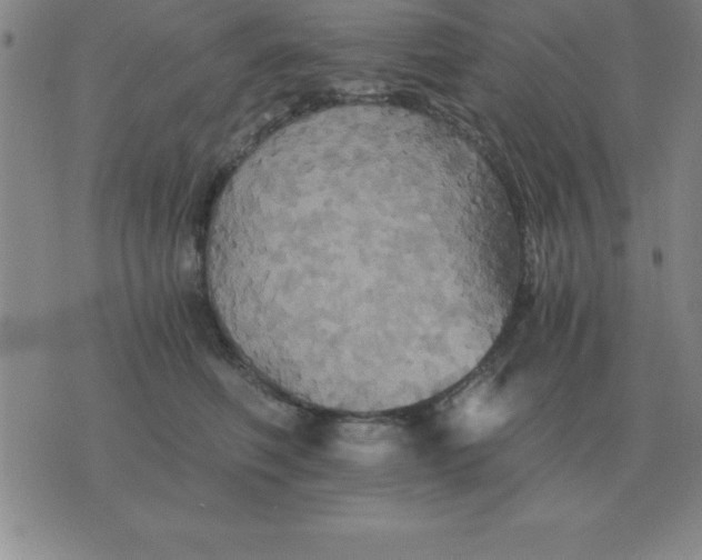 X0000075860614200610061939