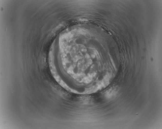 X0000075860615200610061939