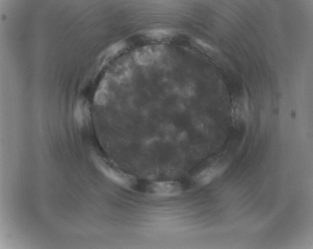 X0000075860623200610061939