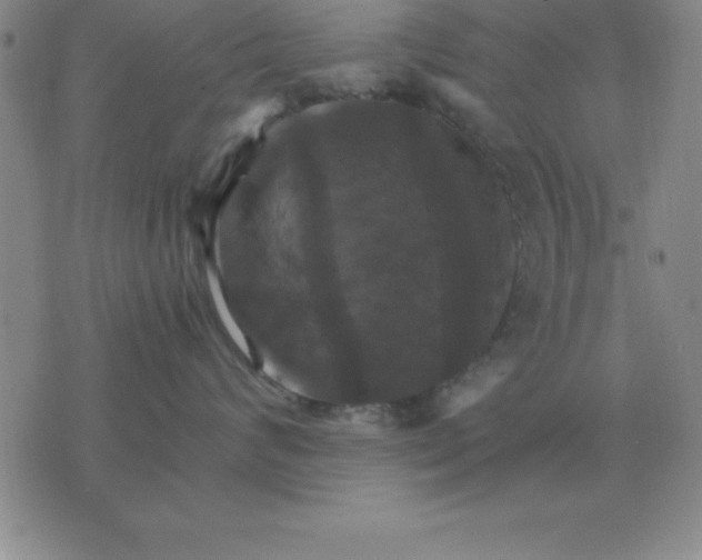 X0000075860624200610061939