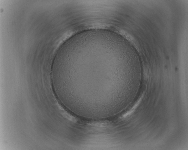 X0000075860625200610061938