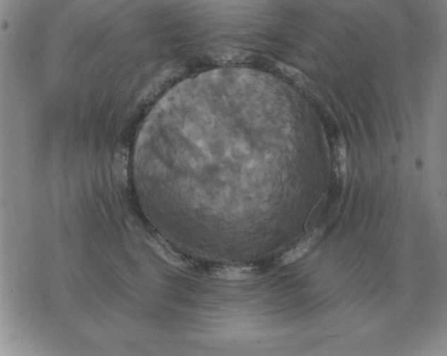 X0000075860664200610061938