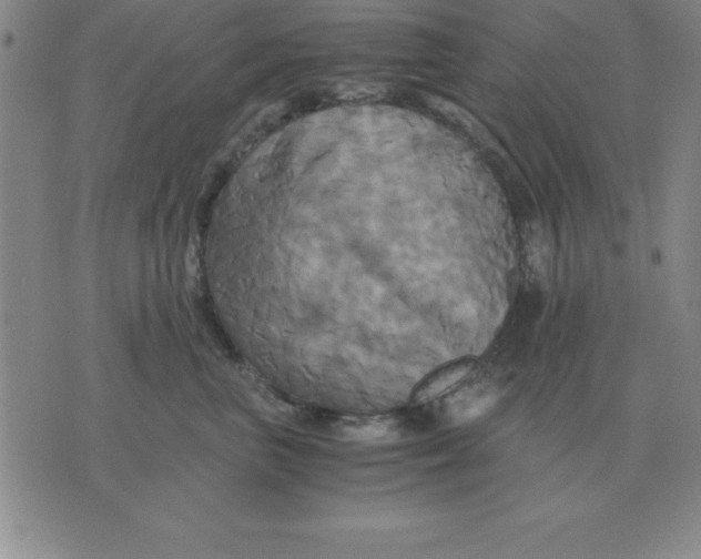 X0000075860667200610061938