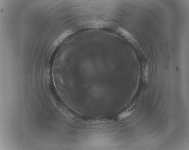 X0000075860679200610061938