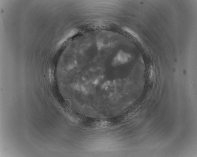 X0000075860695200610061937