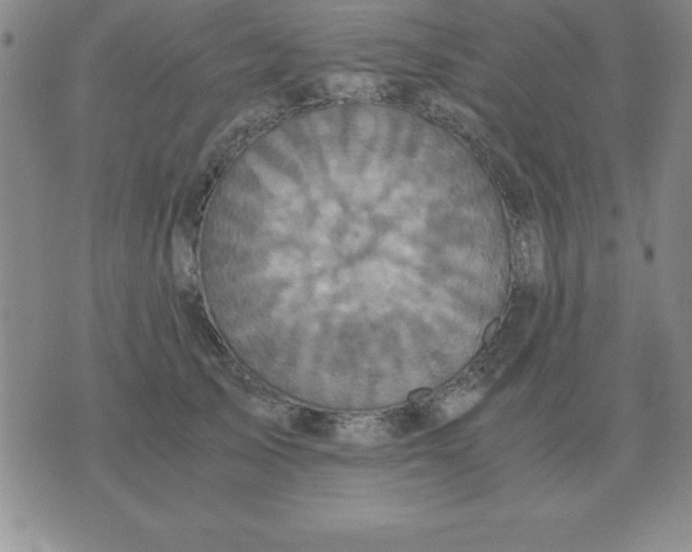 X0000075860705200610061937