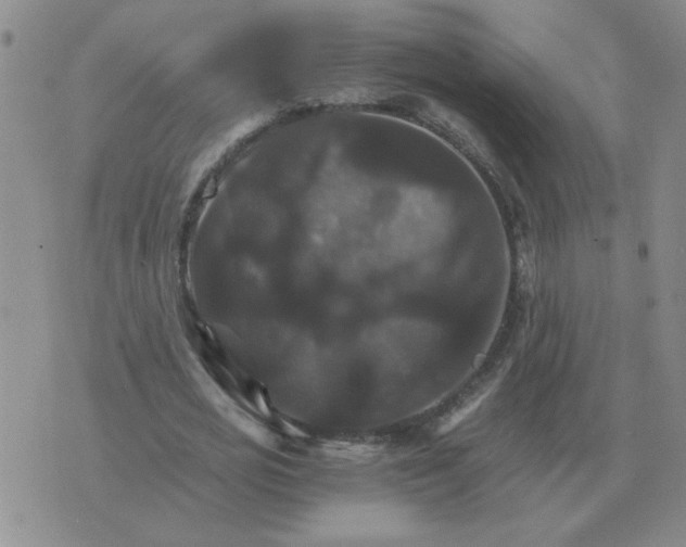 X0000075860725200610061936