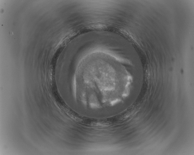 X0000075860739200610061936