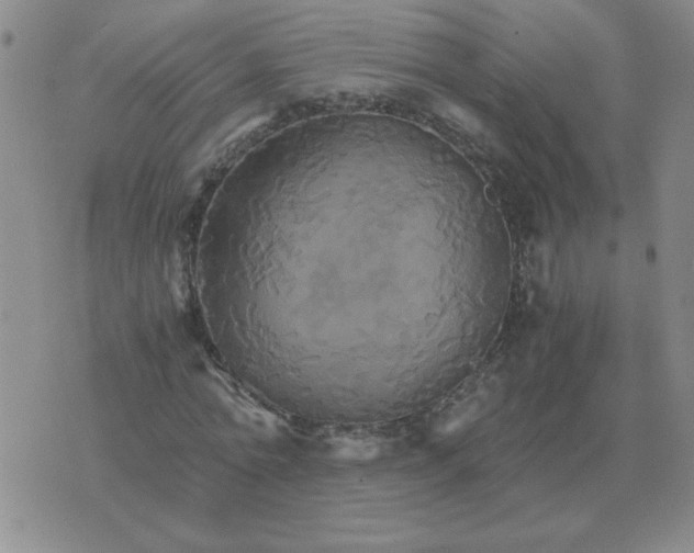 X0000075860774200610061936