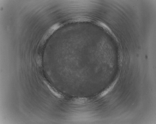 X0000075860833200610061935