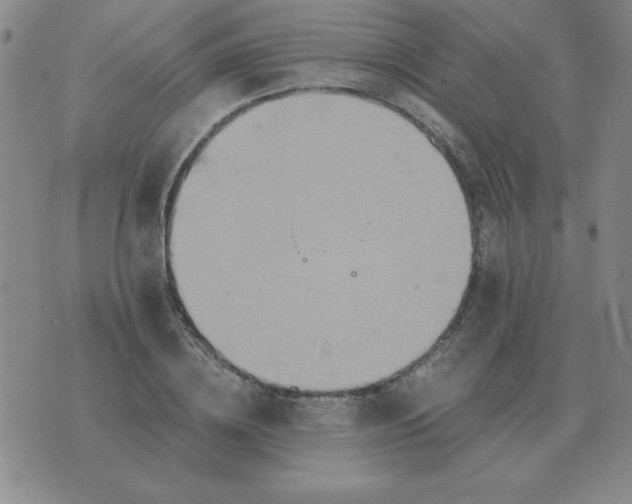 X0000075860836200610061935