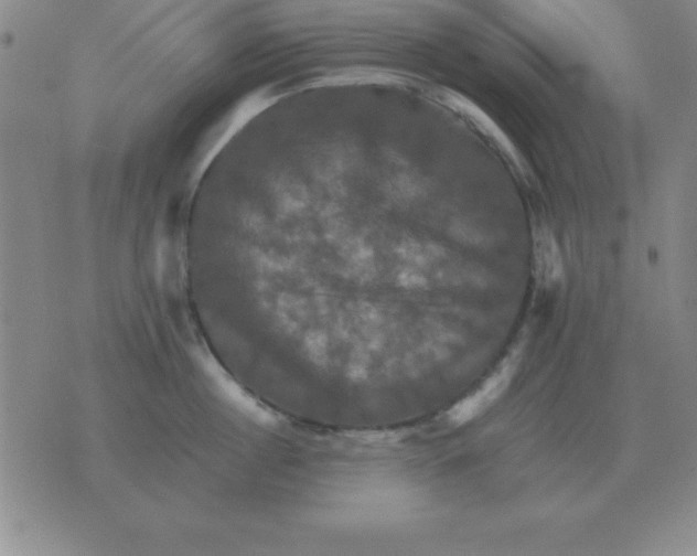 X0000075860860200610061935