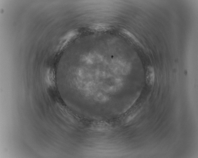 X0000075860866200610061935