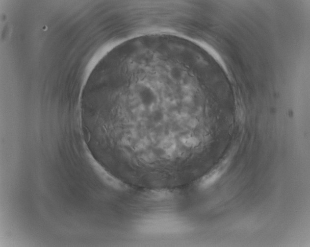 X0000075860911200610061934