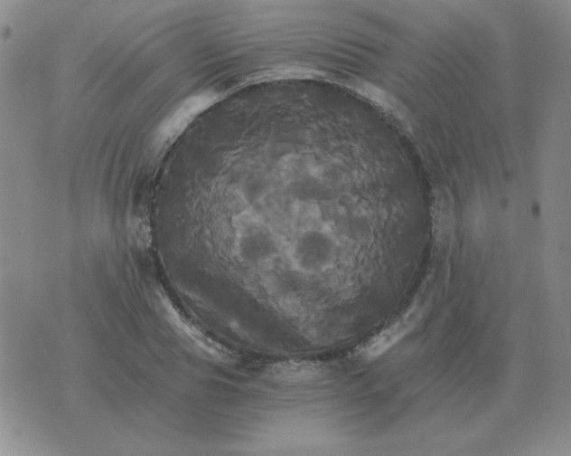 X0000075860929200610061933