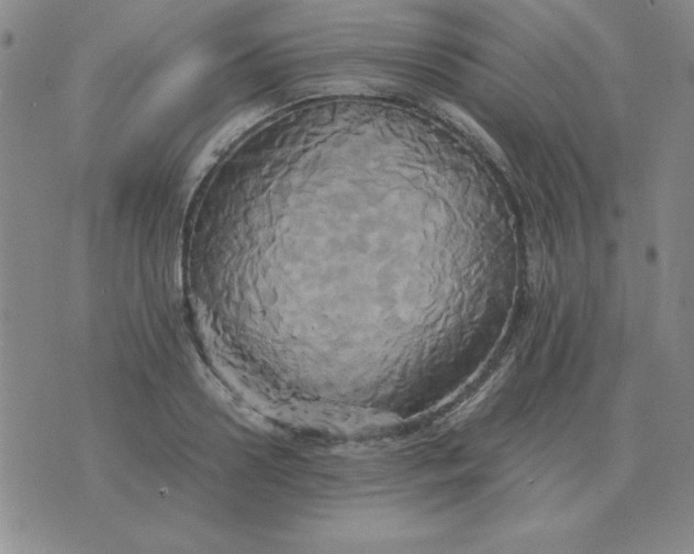 X0000075860938200610061933