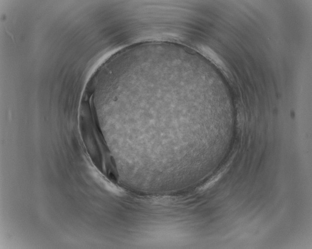 X0000075860940200610061934