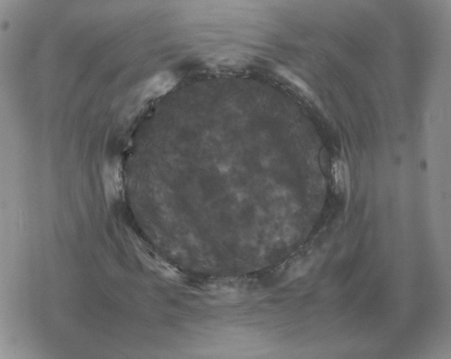 X0000075860963200610061933