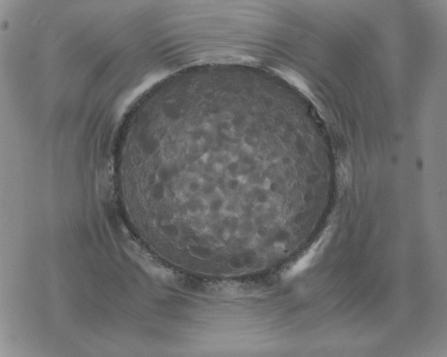 X0000075860971200610061933