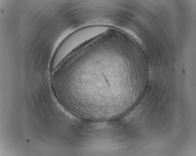 X0000075860990200610061933