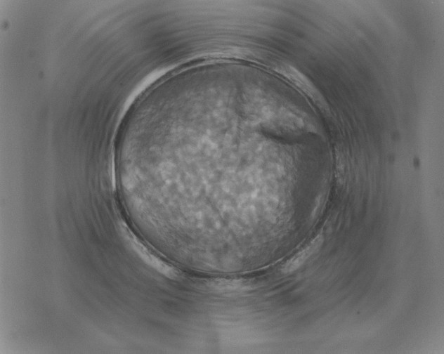 X0000075861036200610061932