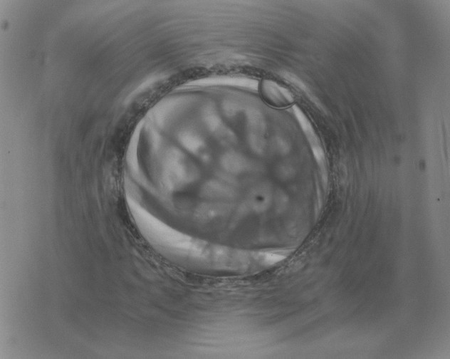 X0000075861063200610061931