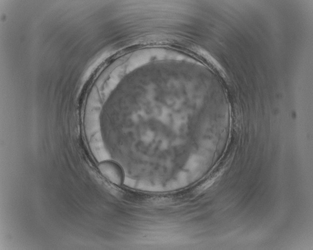 X0000075861075200610061931