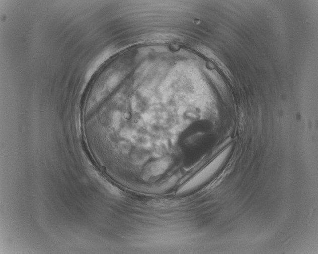 X0000075861083200610061931