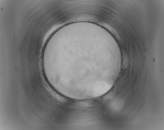 X0000075861086200610061931