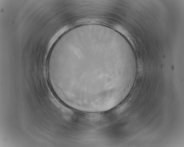 X0000075861090200610061931