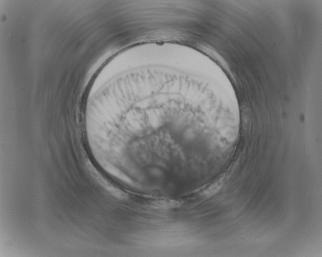 X0000075861091200610061931