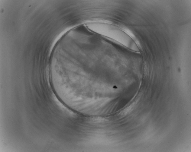 X0000075861100200610061931