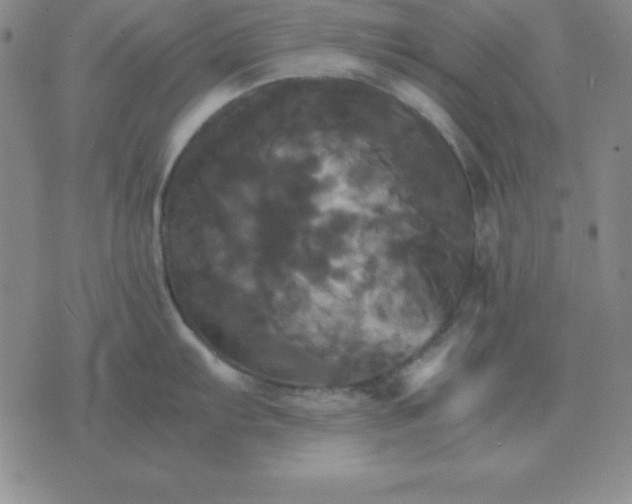 X0000075861103200610061931