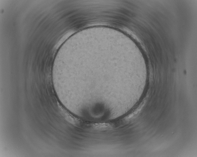 X0000075861137200610061930