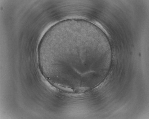 X0000075861140200610061931