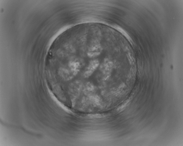 X0000075861142200610061931